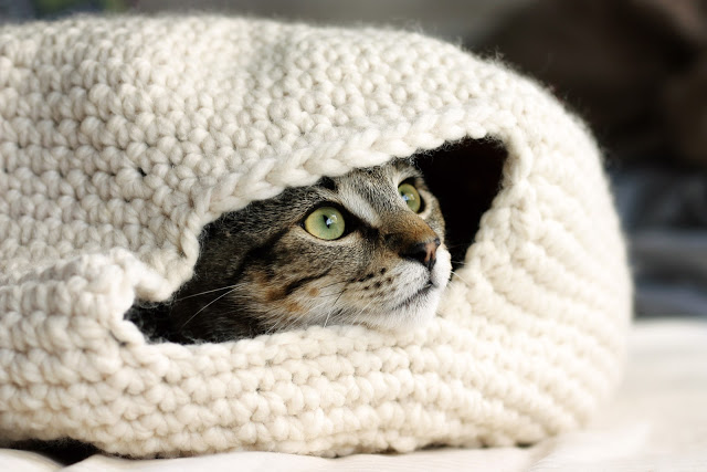 Dapper-Toad_Cat-Oven_crochet.jpg