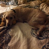 Life lessons I’ve learned from my dog lucy and paddington bera