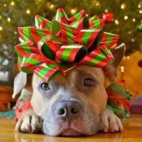 12 Days of Pinterest Holiday Fun dapper dog