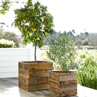 Savvy Spending: Last Minute Holiday Gifts for Everyone On Your List dwarf-bare-root-meyer-lemon-tree-o