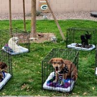 “Puppy runs” finding dogs new homes Puppy Run