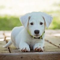 Puppies now used in the relentless world of scams adorable puppy_sm