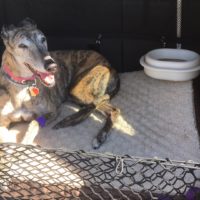 TDS employee helps greyhounds find a furever home KonaAfterCancerTreatments