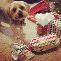 What to buy your dog for Christmas Rock Xmas