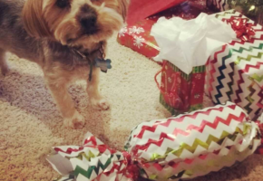 What to buy your dog for Christmas Rock Xmas
